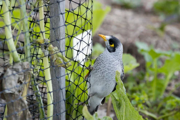 About All Sports Birds Net